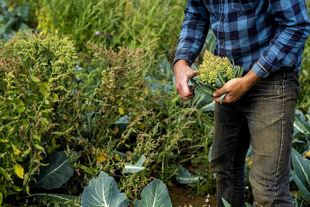 Close up of farmer standing in a field with fresh cauliflower.