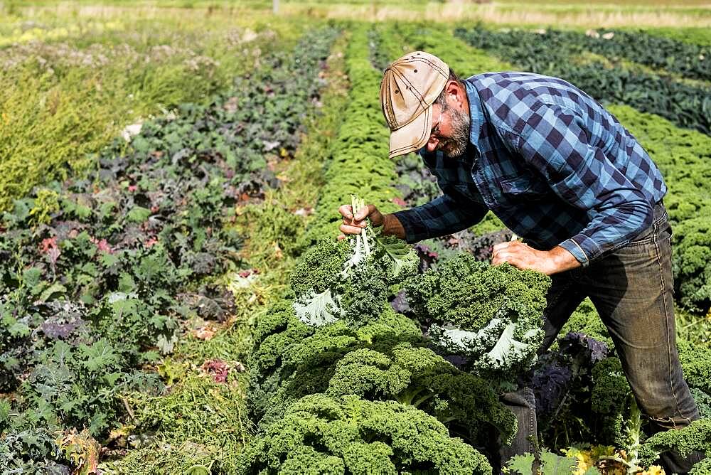 Farmer standing in a field, picking curly kale.