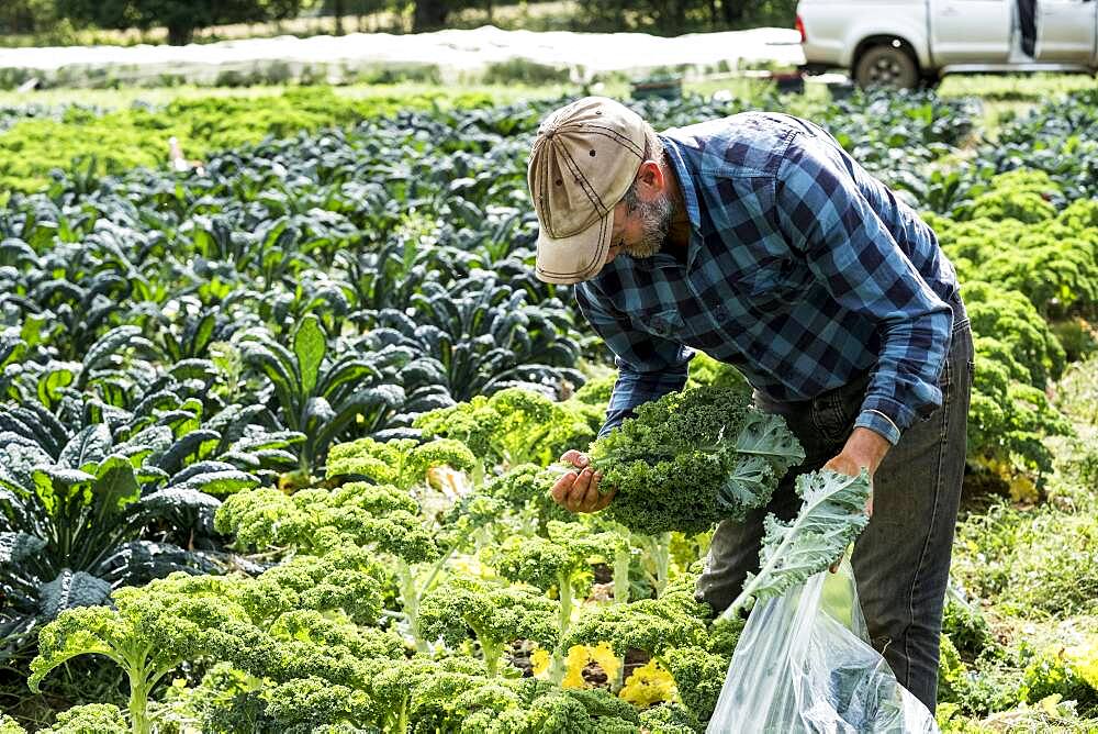 Farmer standing in a field, picking curly kale.