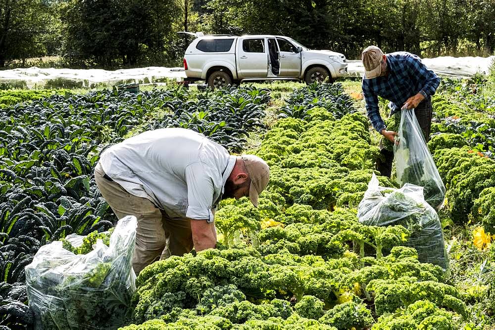 Two farmers standing in a field, picking curly kale.