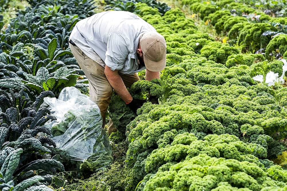 Farmer standing in a field, picking curly kale.