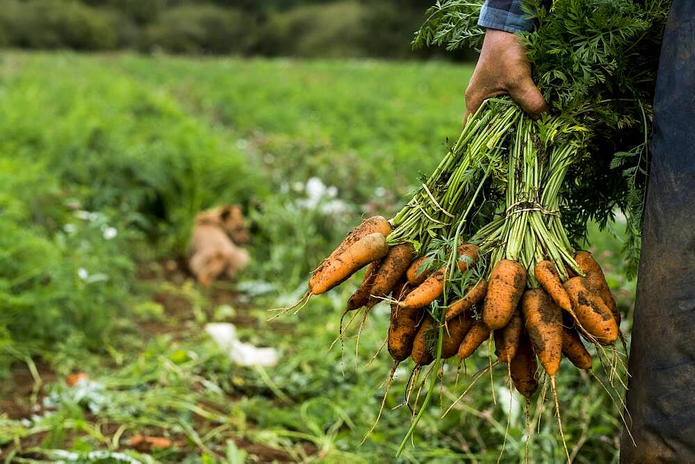 Farmer standing in a field, holding freshly picked carrots.