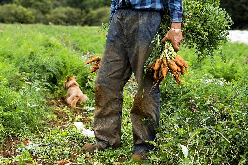 Farmer standing in a field, holding freshly picked carrots.