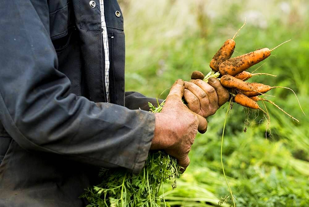 Farmer holding bunch of freshly picked carrots.