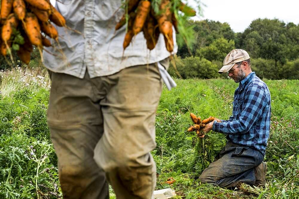 Two farmers in a field, holding bunches of freshly picked carrots.