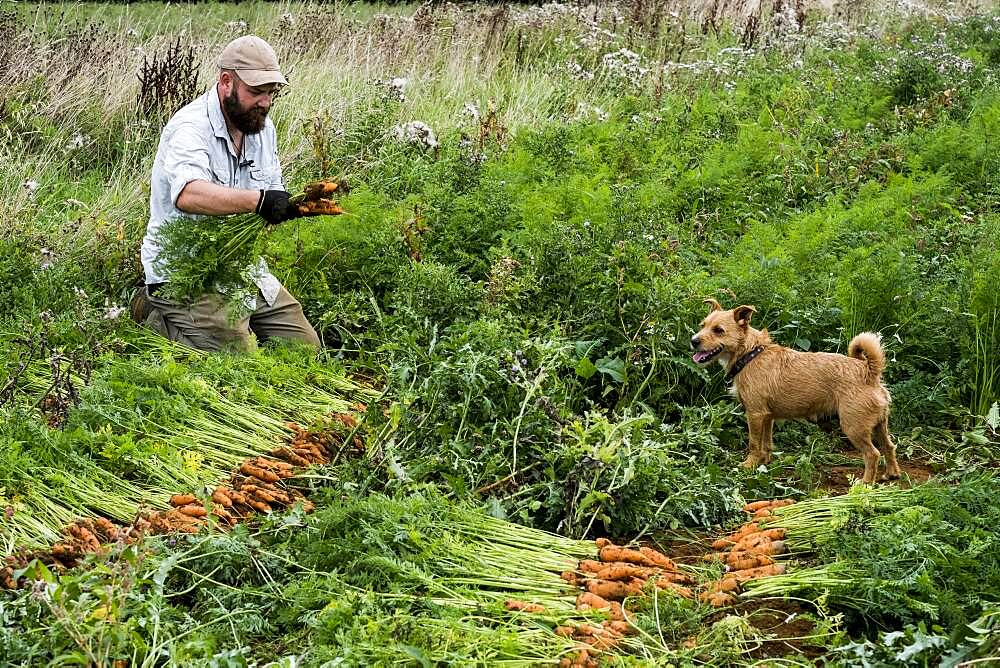 Farmer holding bunch of freshly picked carrots.