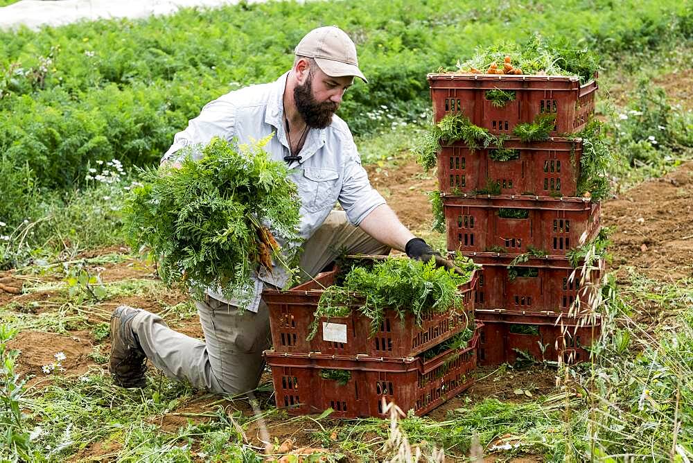 Farmer packing bunches of freshly picked carrots into crates.