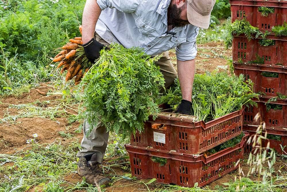 Farmer packing bunches of freshly picked carrots into crates.