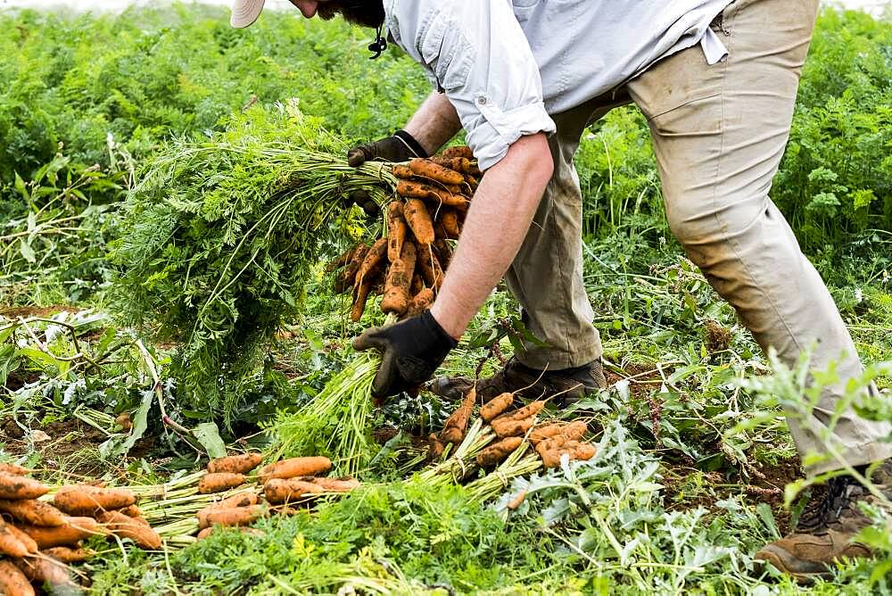 Farmer standing in a field, holding freshly picked carrots.