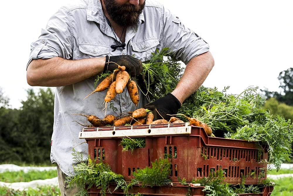 Farmer packing bunches of freshly picked carrots into crates.