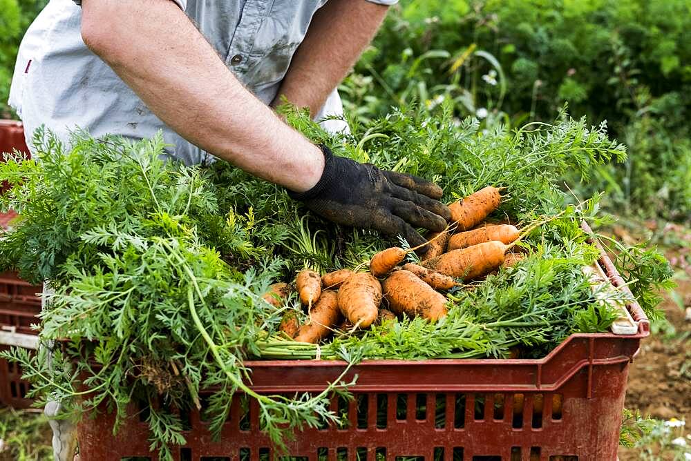 Farmer packing bunches of freshly picked carrots into crates.