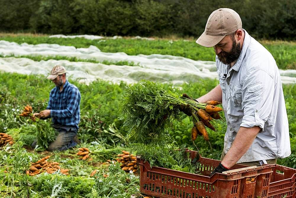 Two farmers holding bunches of freshly picked carrots.