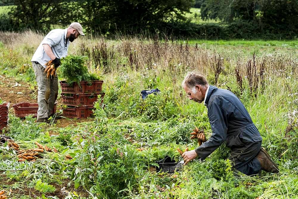 Two farmers in a field, holding bunches of freshly picked carrots.