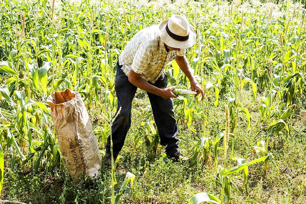 Farmer picking fresh sweetcorn crop