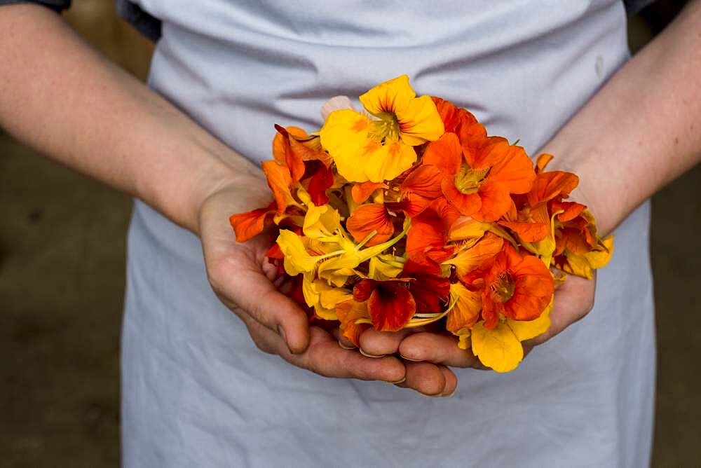 Close up of person holding bunch of edible flowers.