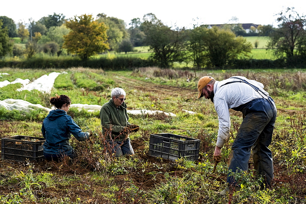 Three farmers standing and kneeling in a field, harvesting parsnips.