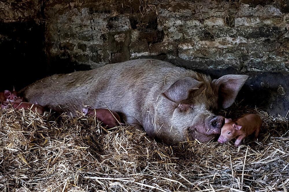 Sow and her piglets lying on straw in a pigsty.