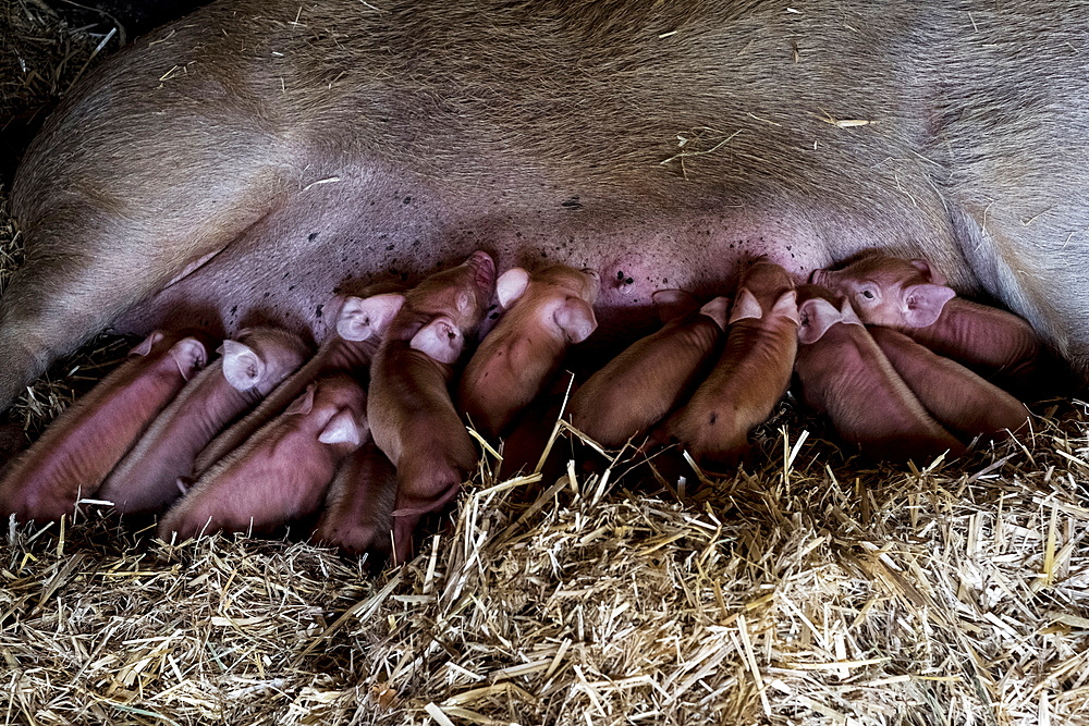 Sow and her piglets lying on straw in a pigsty.