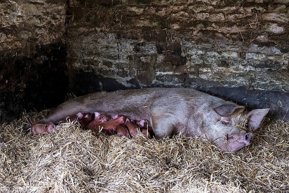 Sow and her piglets lying on straw in a pigsty.