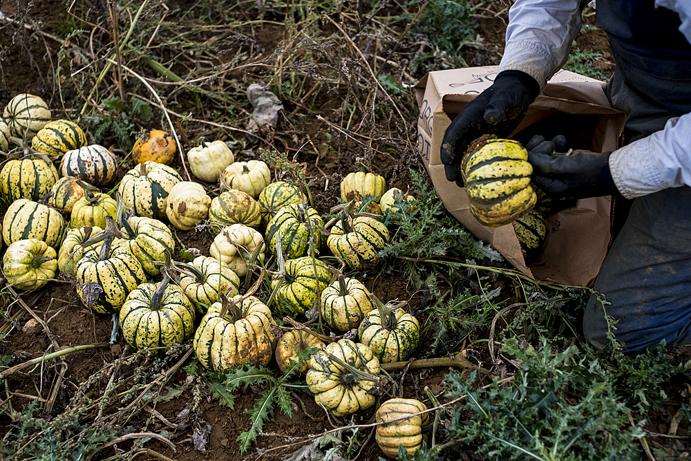 Farmer kneeling in a field, packing freshly picked gourds into paper bag.