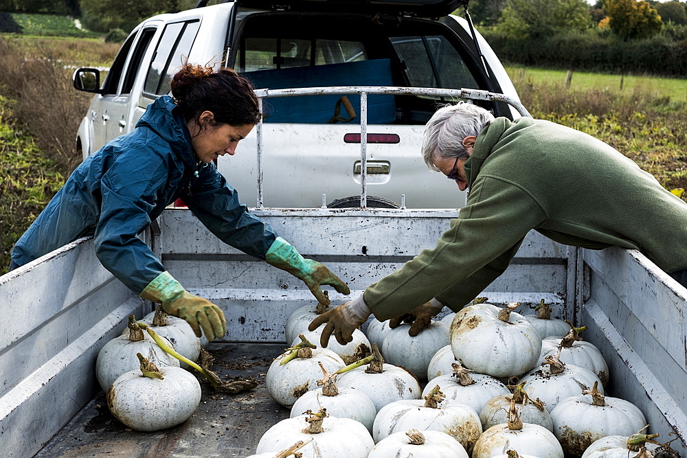 Two farmers loading freshly picked white gourds onto a truck.