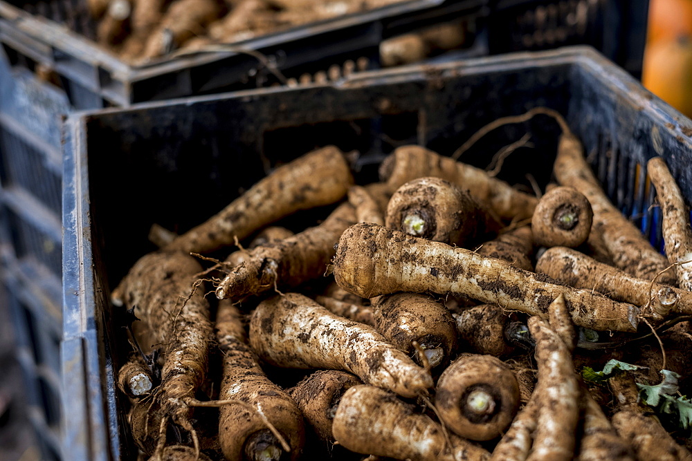 High angle close up of crate of freshly picked parsnips.