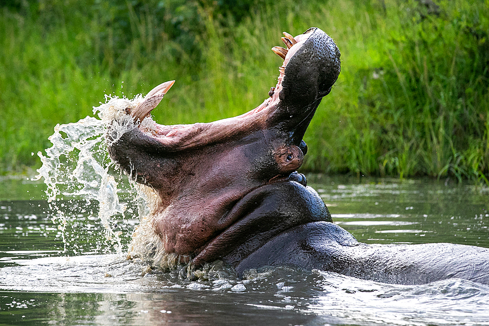 A hippo, Hippopotamus amphibius, open mouth, yawning, showing teeth, Londolozi Game Reserve, South Africa