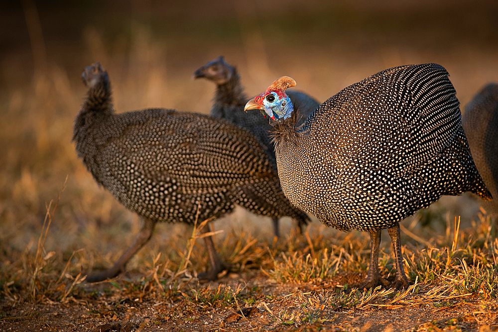 A flock of guineafowl, Numida meleagris, stand together, Londolozi Game Reserve, South Africa