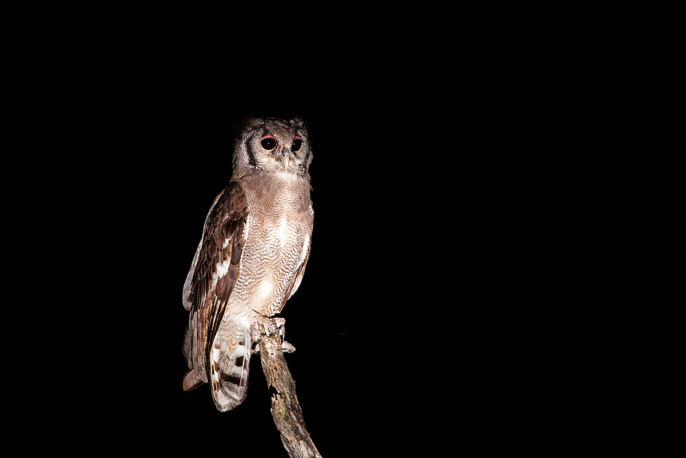 A verreaux eagle owl, Bubo lacteus, stands on a dead tree, at night, Londolozi Game Reserve, South Africa