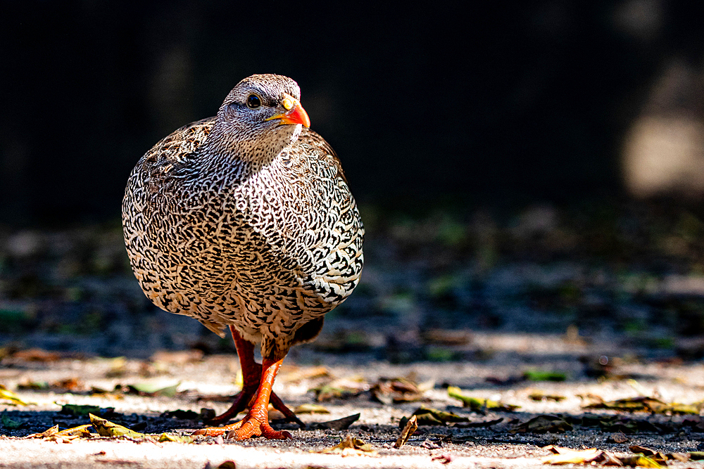 A natal spurfolw, Pternistis natalensis, walks towards the camera, direct gaze, Londolozi Game Reserve, South Africa