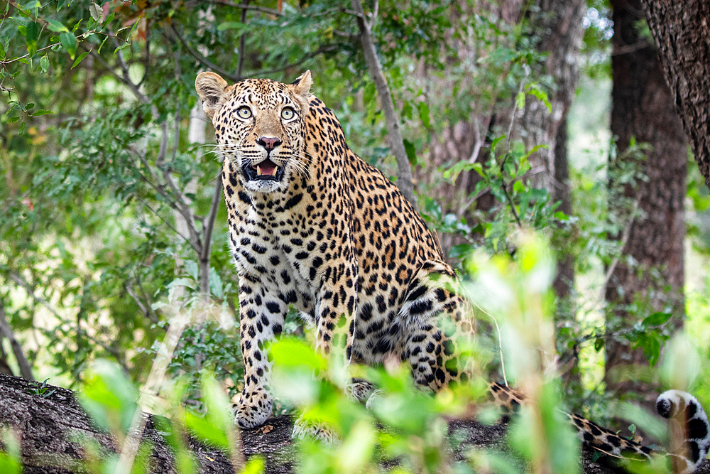 A leopard, Panthera pardus, sits on a log and looks up, surrounded by greenery, Londolozi Game Reserve, South Africa