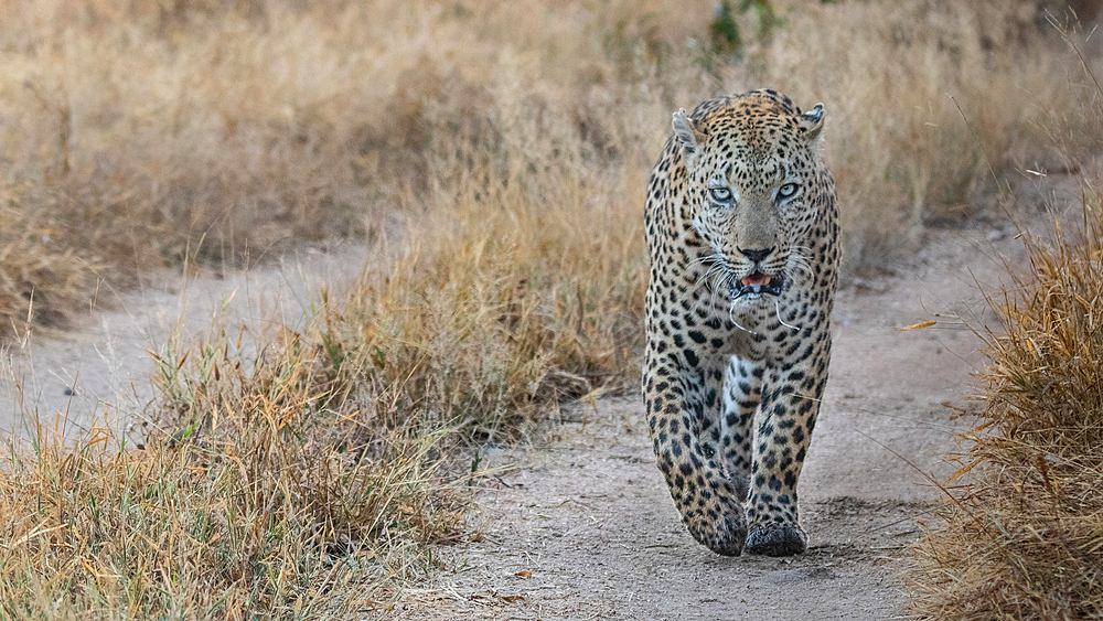 A male leopard, Panthera pardus, walks along a road track, direct gaze, Londolozi Game Reserve, South Africa