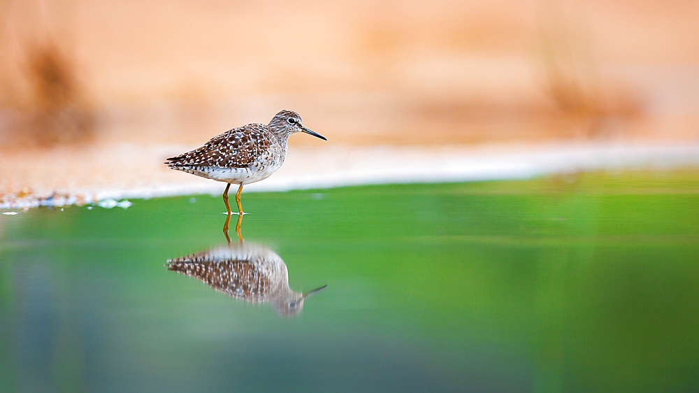 A wood sandpiper, Tringa glareola, stands in shallow water, Londolozi Game Reserve, South Africa