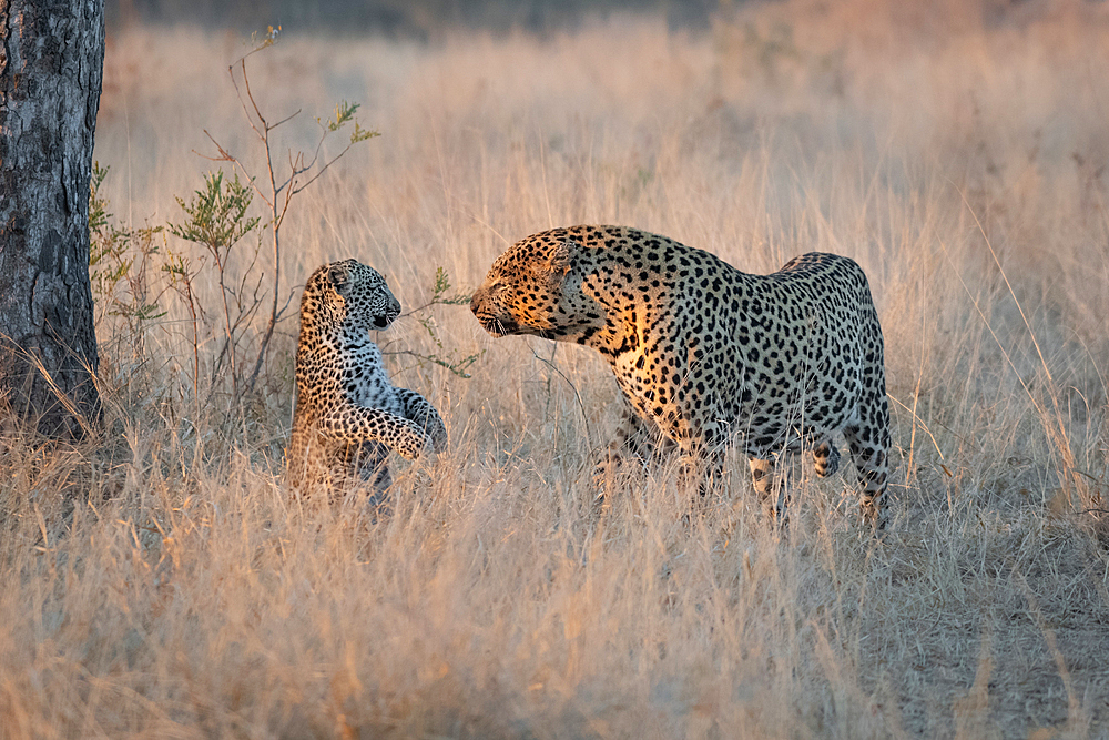 A male leopard, Panthera pardus, looks at a cub raised on its hind legs, Londolozi Game Reserve, South Africa