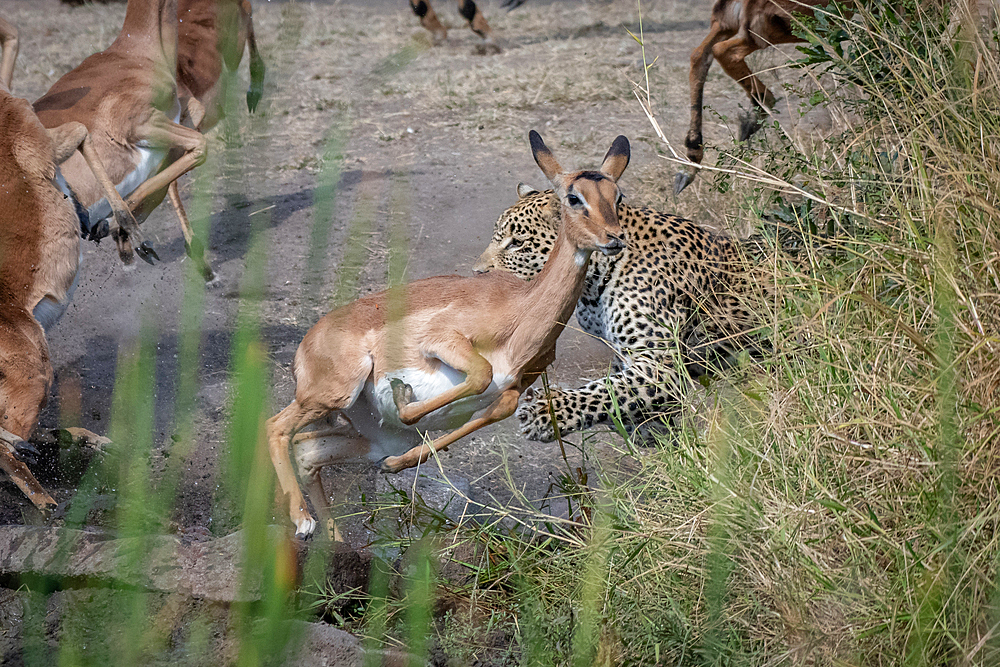 A leopard, Panthera pardus, chases an impala, Aepyceros melampus, Londolozi Game Reserve, South Africa