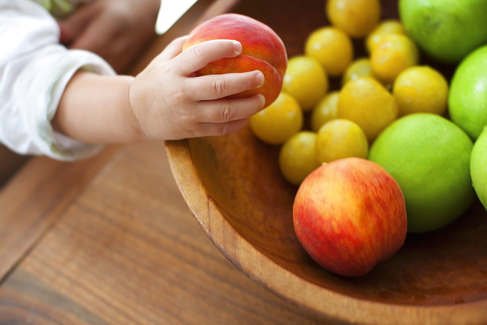 A small child, a one year old girl, grasping fruit from a bowl, New York state, USA