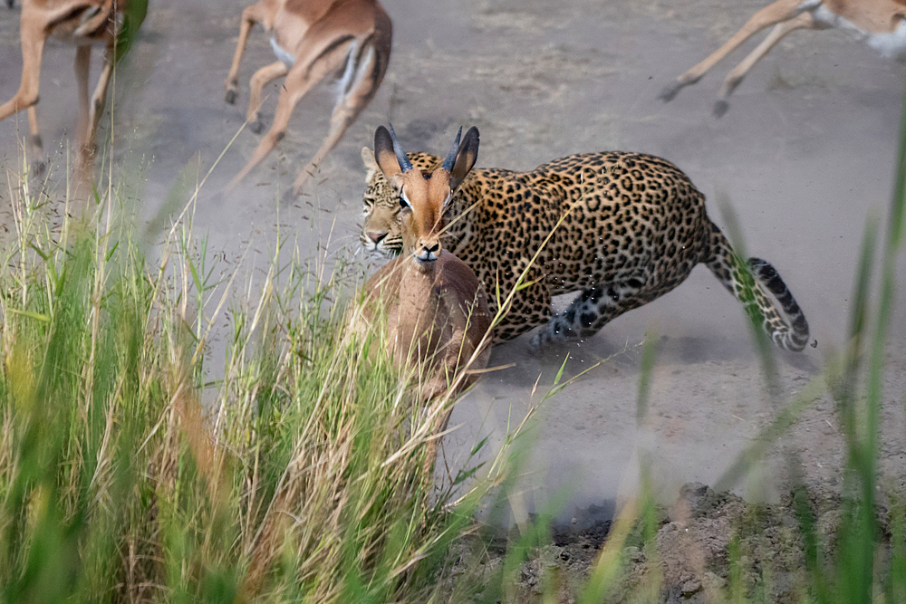 A leopard, Panthera pardus, chases an impala, Aepyceros melampus