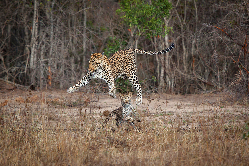 A mother leopard and cub, Panthera pardus, play together by jumping into the air