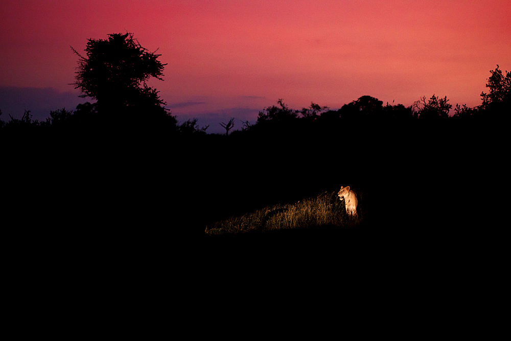 A lioness, Panthera pardus, is lit up by a spot light at sunset