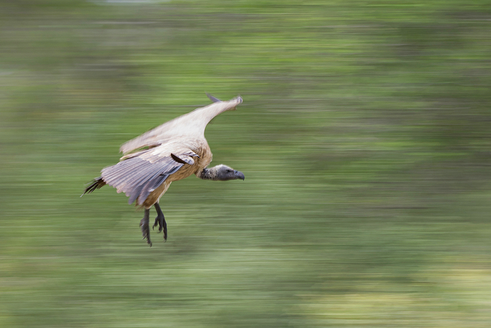 A white-backed vuture, Gyps africanus, flies close to the ground, motion blur