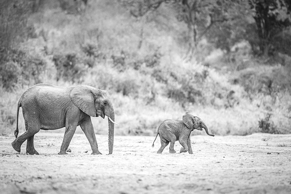 An elephant mother and calf, Loxodonta africana, walk across a dry river bed in black and white , Londolozi Game Reserve, Sabi Sands, Greater Kruger National Park, South Africa