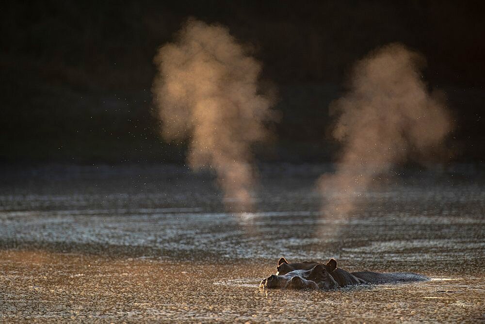 A hippo, Hippopotamus amphibius, in a waterhole, blows air and steam out of nose, Londolozi Wildlife Reserve, Sabi Sands, South Africa