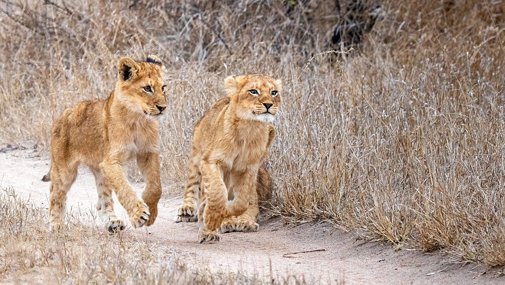 Two lion cubs, Panthera leo, run on a dirt track through dry grass, Londolozi Wildlife Reserve, Sabi Sands, South Africa