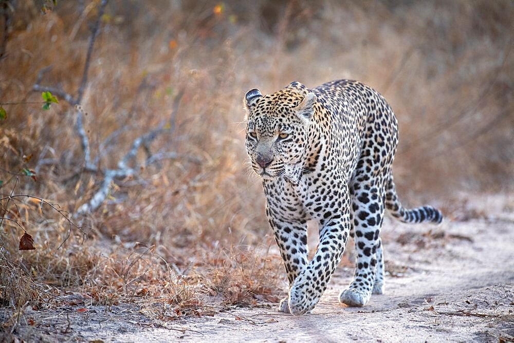 A male leopard, Panthera pardus, walks on a dirt track, ears back, Londolozi Wildlife Reserve, Sabi Sands, South Africa