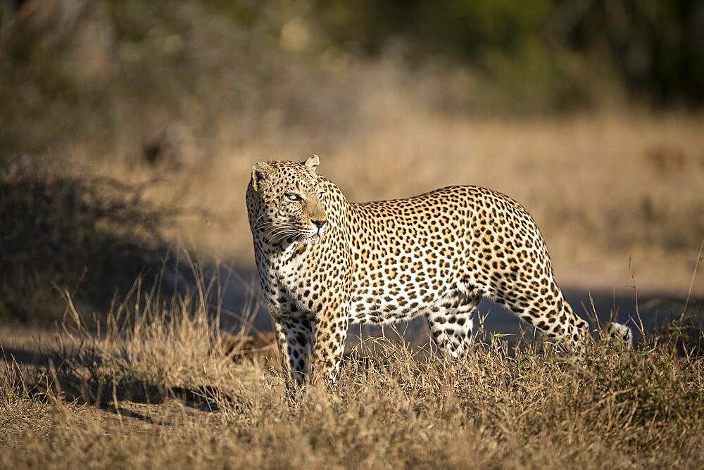 A male leopard, Panthera pardus, walks in dry short grass, looking over shoulder in sunlight, Londolozi Game Reserve, Sabi Sands, Greater Kruger National Park, South Africa