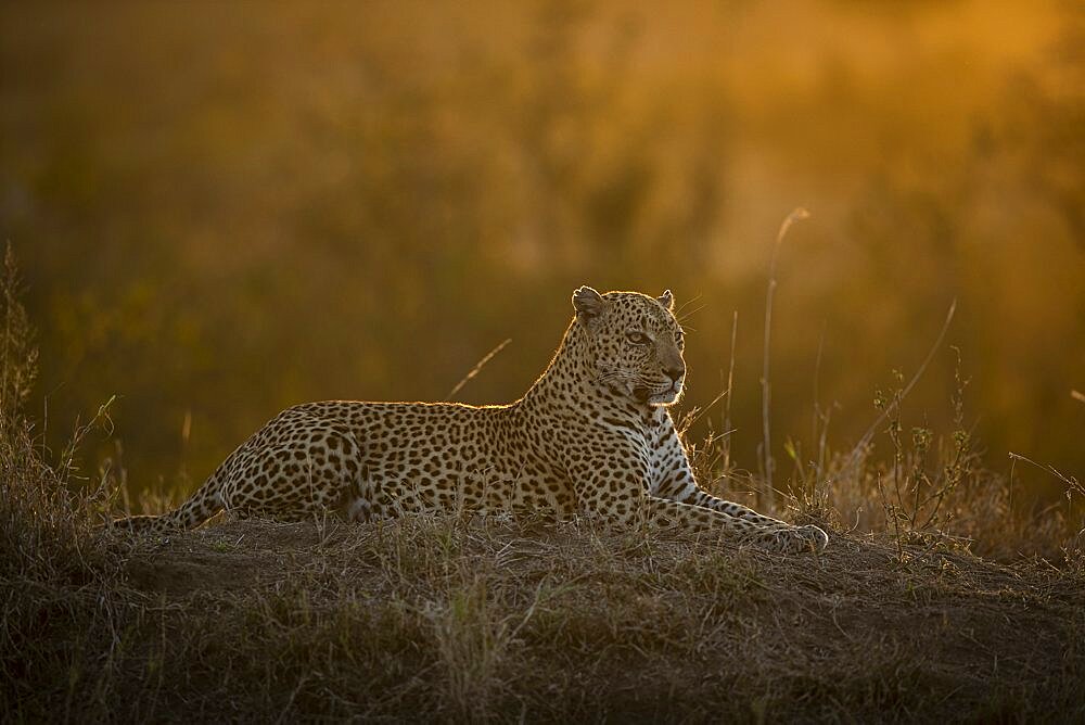 A male leopard, Panthera pardus, lies on a termite mound at sunset, back lit, looking out of frame, Londolozi Game Reserve, Sabi Sands, Greater Kruger National Park, South Africa