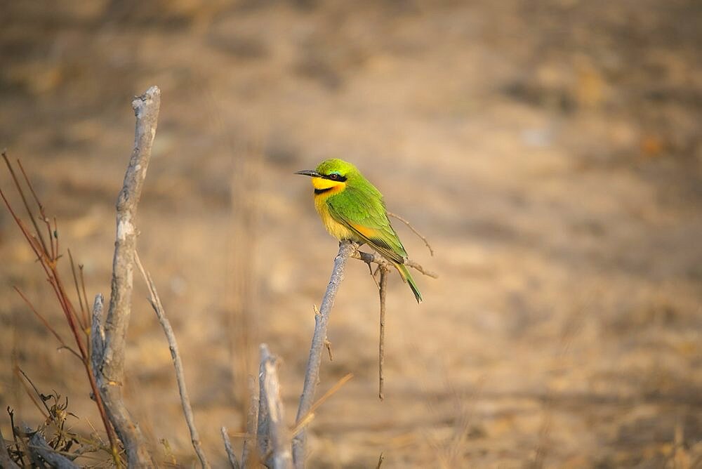 A little bee-eater bird, Merops pusillus, perches on a dead branch, Londolozi Game Reserve, Sabi Sands, Greater Kruger National Park, South Africa