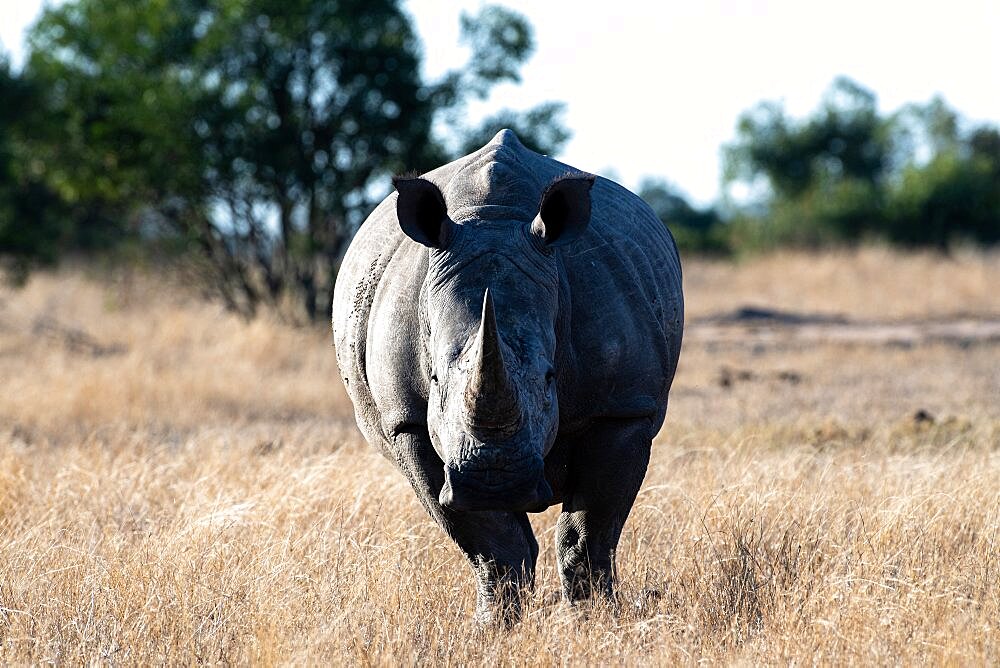 A white rhino, Ceratotherium simum, stands in short, dry grass, direct gaze, Londolozi Game Reserve, Sabi Sands, Greater Kruger National Park, South Africa