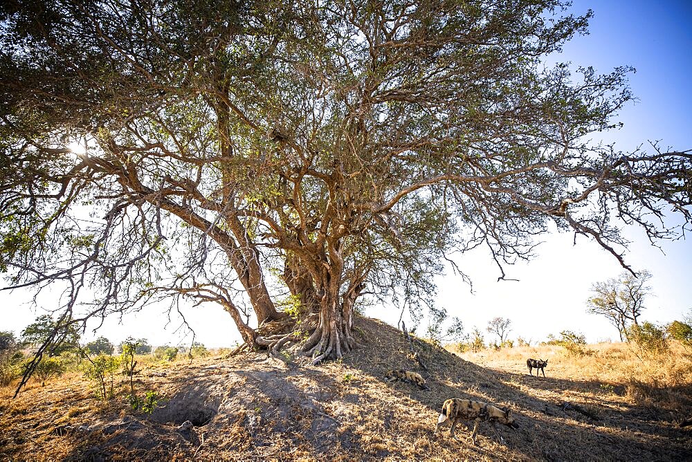 A pack of wild dog, Lycaon pictus, lie outside their den in a termite mound and under a big tree, Londolozi Game Reserve, Sabi Sands, Greater Kruger National Park, South Africa