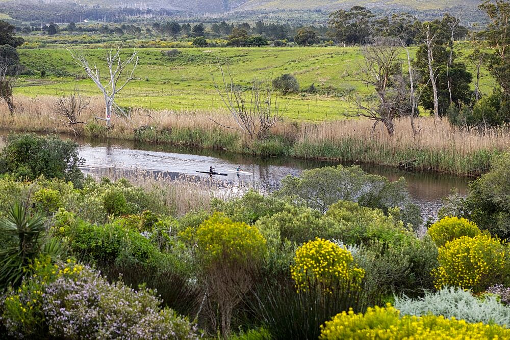 Elevated view of flowering plants and shrubs on a slope, two kayakers on a narrow river and grassland, Stanford, Western Cape, South Africa